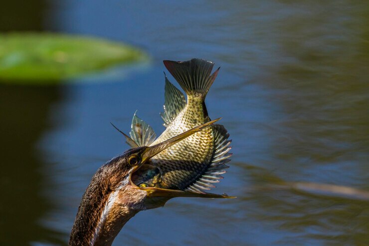 Foto close-up de um pássaro voando sobre o lago