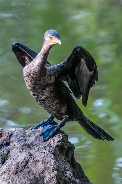 Foto close-up de um pássaro voando sobre o lago