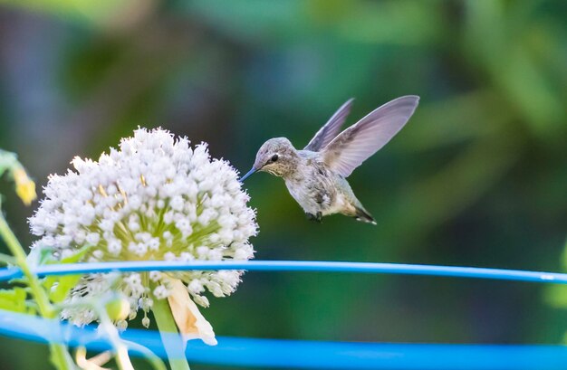 Foto close-up de um pássaro voando sobre uma flor