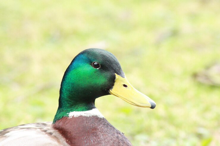 Foto close-up de um pássaro