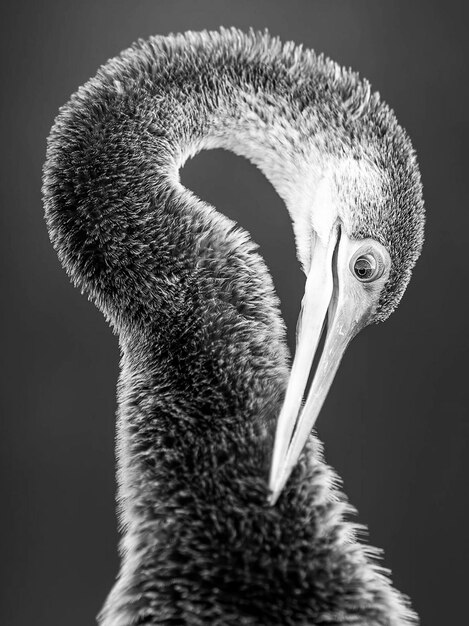 Foto close-up de um pássaro