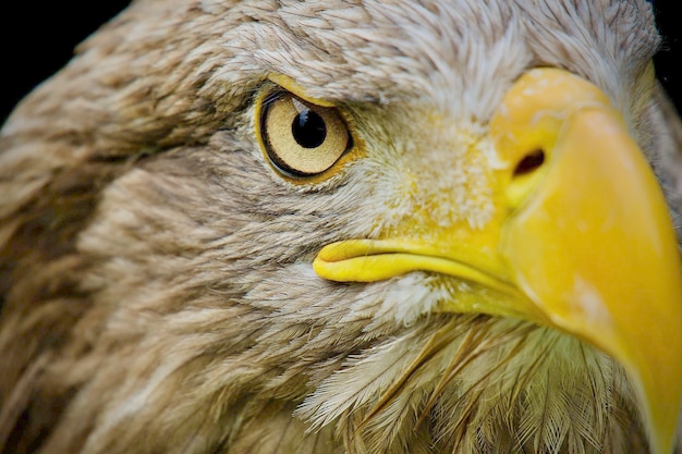 Foto close-up de um pássaro