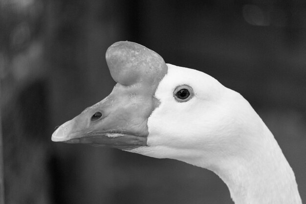 Close-up de um pássaro