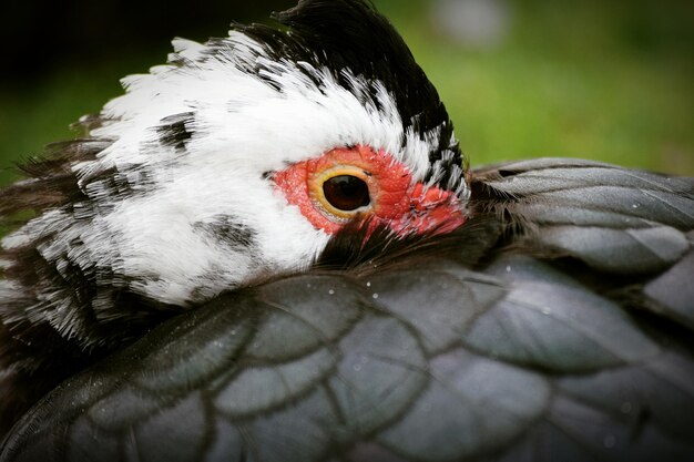 Foto close-up de um pássaro