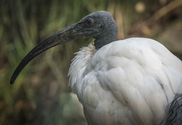 Foto close-up de um pássaro