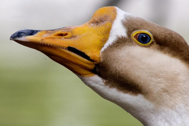 Foto close-up de um pássaro