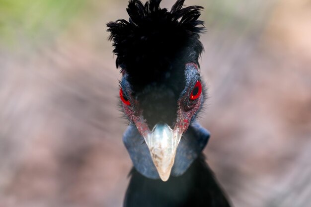 Foto close-up de um pássaro