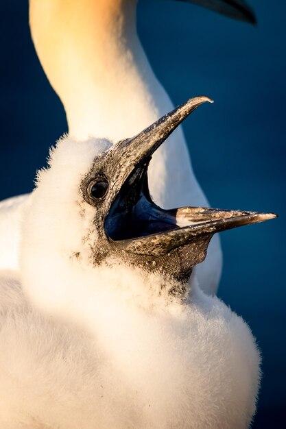 Foto close-up de um pássaro