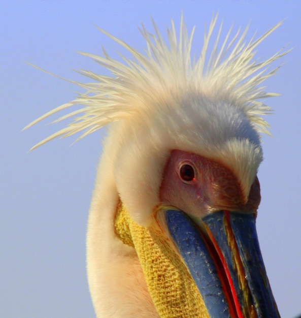 Foto close-up de um pássaro