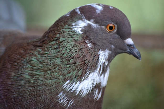 Foto close-up de um pássaro