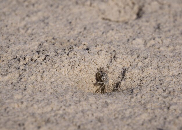 Foto close-up de um pássaro