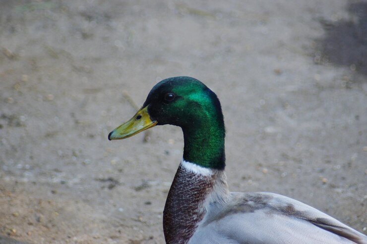 Foto close-up de um pássaro