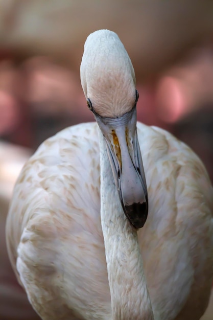 Foto close-up de um pássaro