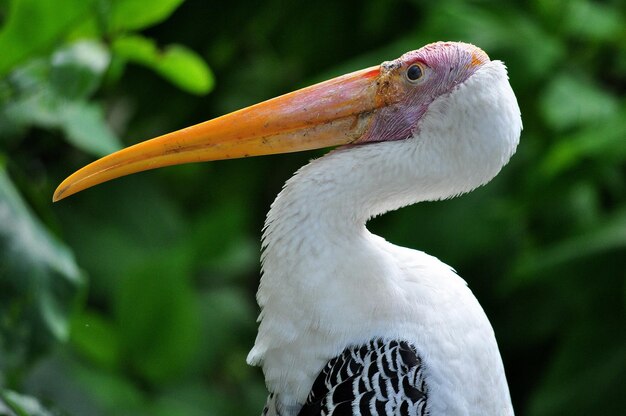 Close-up de um pássaro