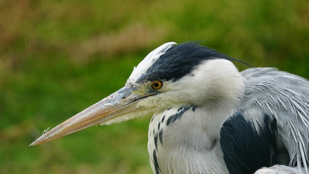 Foto close-up de um pássaro