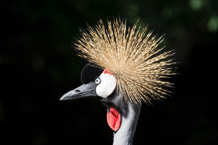 Foto close-up de um pássaro