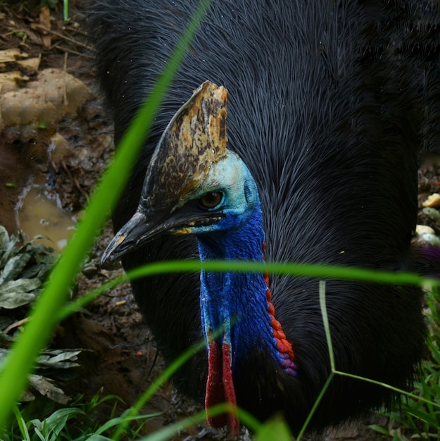 Foto close-up de um pássaro