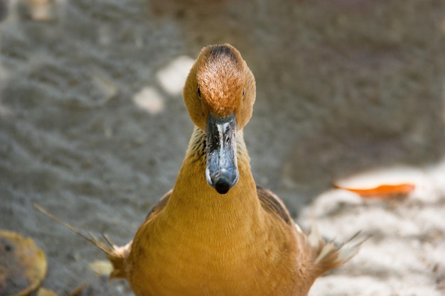 Foto close-up de um patinho na praia