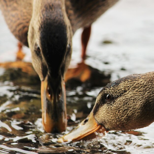 Foto close-up de um pato comendo na água