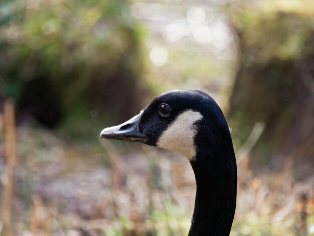 Foto close-up de um pato em terra