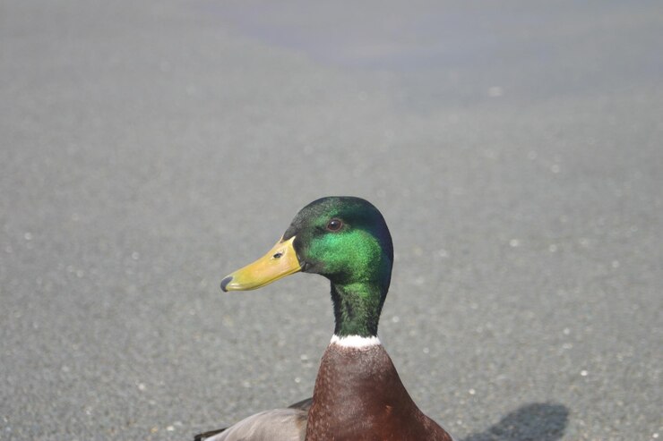 Foto close-up de um pato-malhado na estrada