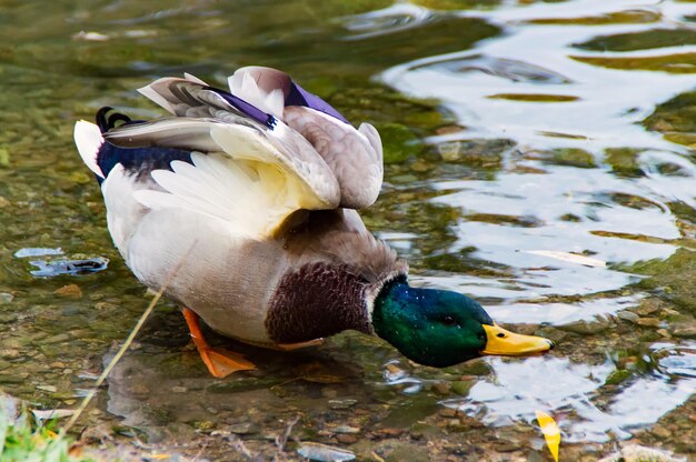 Foto close-up de um pato-marinho