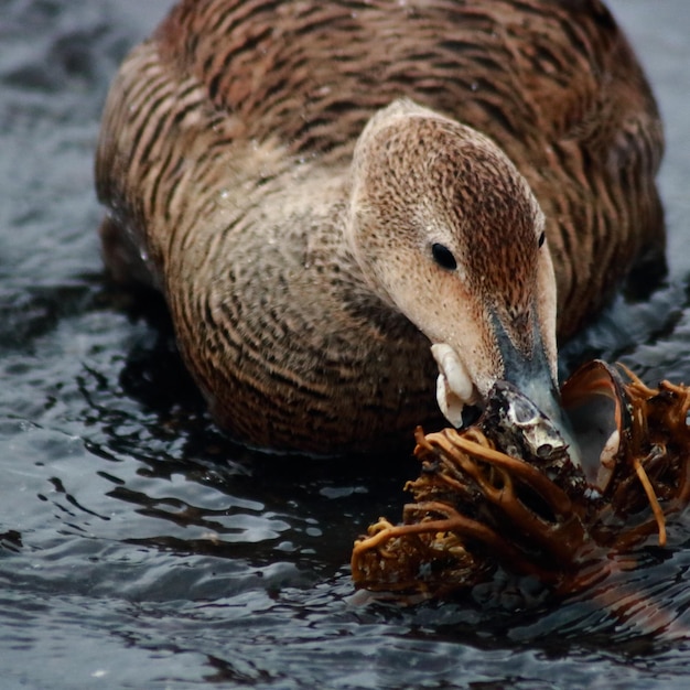 Foto close-up de um pato na água