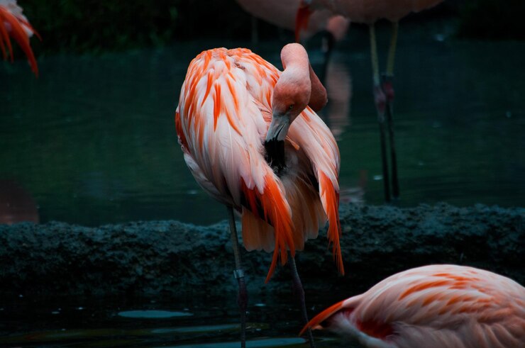 Foto close-up de um pato na água