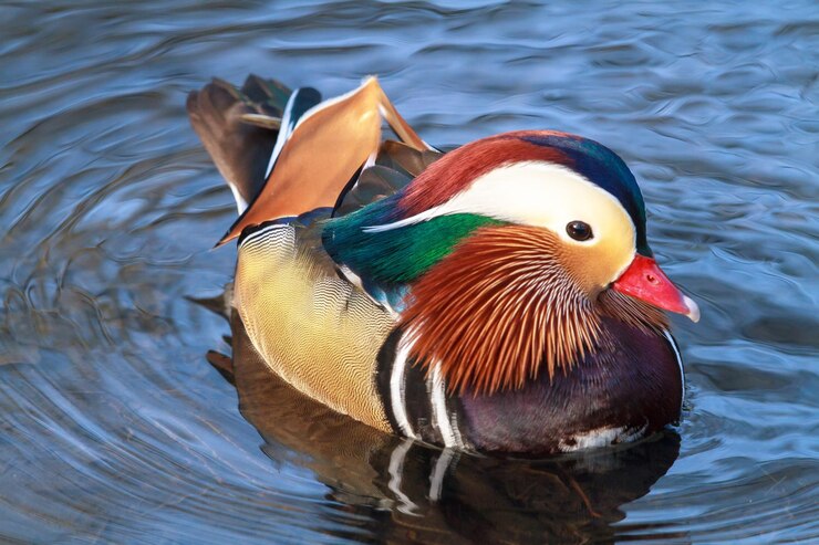 Foto close-up de um pato nadando em um lago