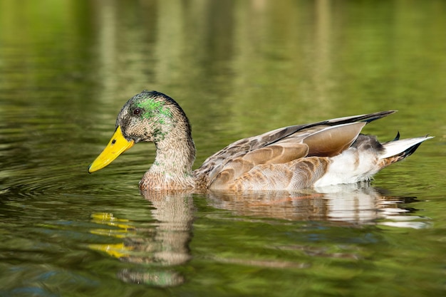 Close-up de um pato nadando em um lago