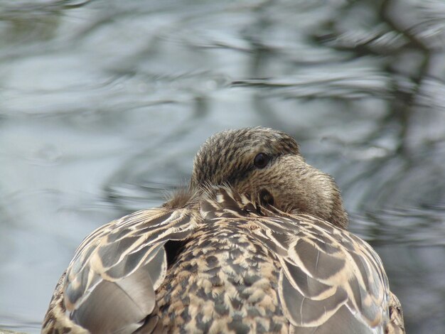 Foto close-up de um pato nadando em um lago