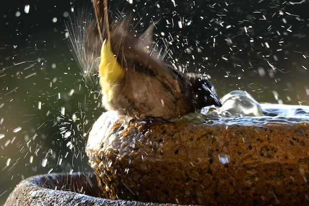 Close-up de um pato nadando em um lago