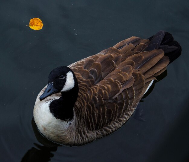 Foto close-up de um pato nadando em um lago