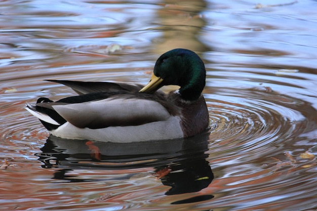 Foto close-up de um pato nadando em um lago