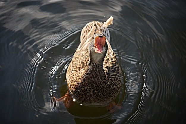 Foto close-up de um pato nadando em um lago