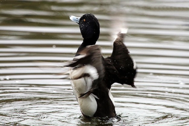 Foto close-up de um pato nadando em um lago