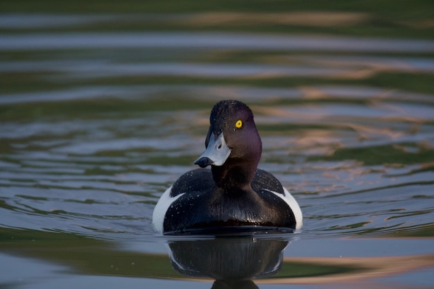 Foto close-up de um pato nadando em um lago