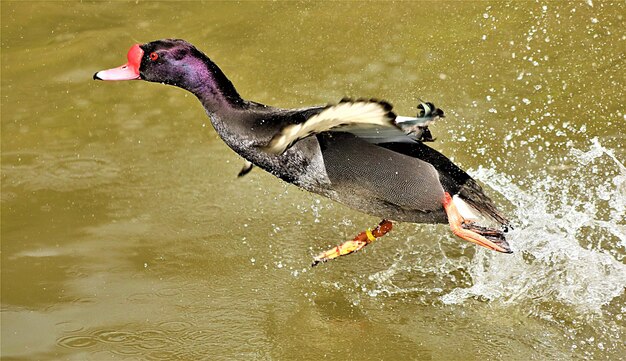 Foto close-up de um pato nadando em um lago