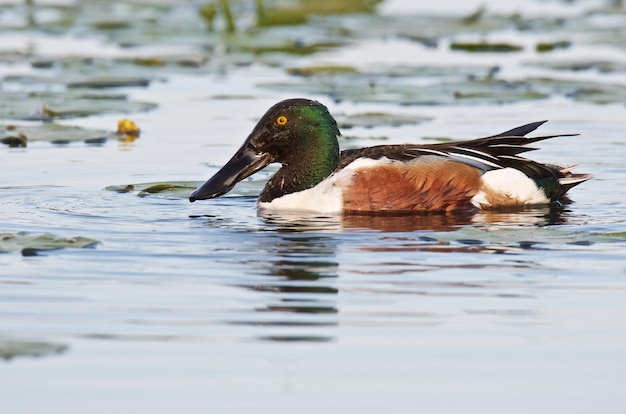 Foto close-up de um pato nadando em um lago