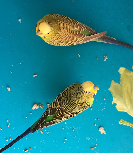 Foto close-up de um pato nadando na água