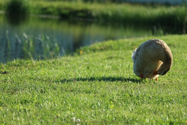 Foto close-up de um pato no campo
