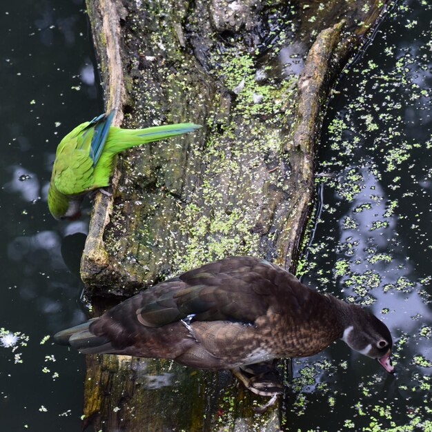 Foto close-up de um pato no lago