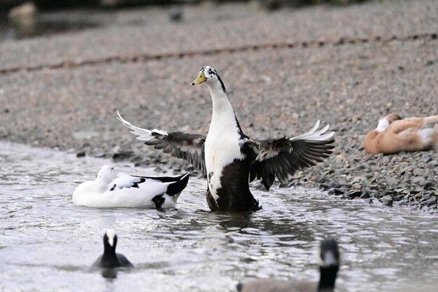 Close-up de um pato no lago