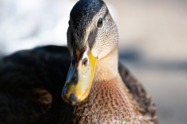 Close-up de um pato-real na água nadando em um lago