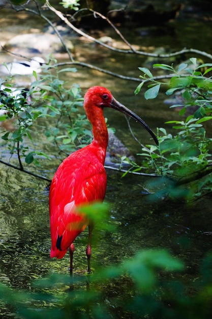 Foto close-up de um pato vermelho no lago