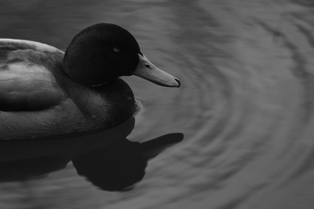 Foto close-up de um pato