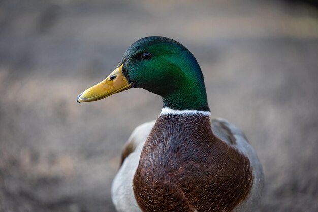 Close-up de um pato