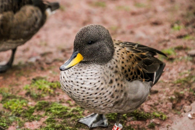 Close-up de um pato