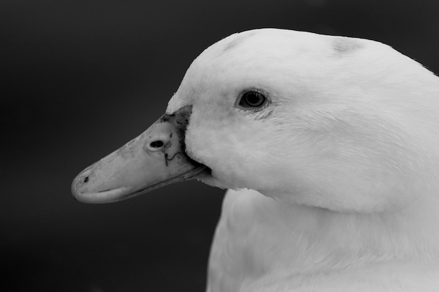 Close-up de um pato