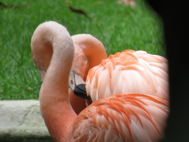 Foto close-up de um pato